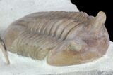 Asaphus Punctatus Trilobite - Russia #89062-2